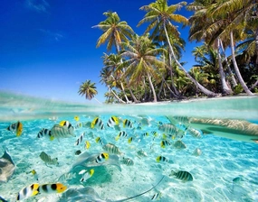 1000 Pieces Beach Tropical Fish Jigsaw Puzzles DIY Artwork,Wooden Puzzle Prop Summer Seaside Intellectual Decompressing Toys Fun Game Gifts for Family Adults Teens Friends