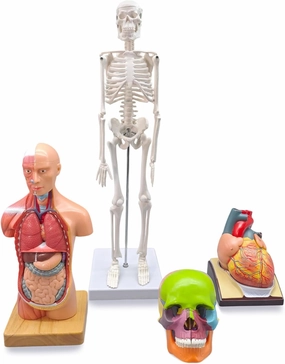 4-Piece Human Anatomy Model Set – Includes Human Torso, Skeleton, Heart, and Half-Size Exploded Skull Models with Educational Guides for Medical Learning