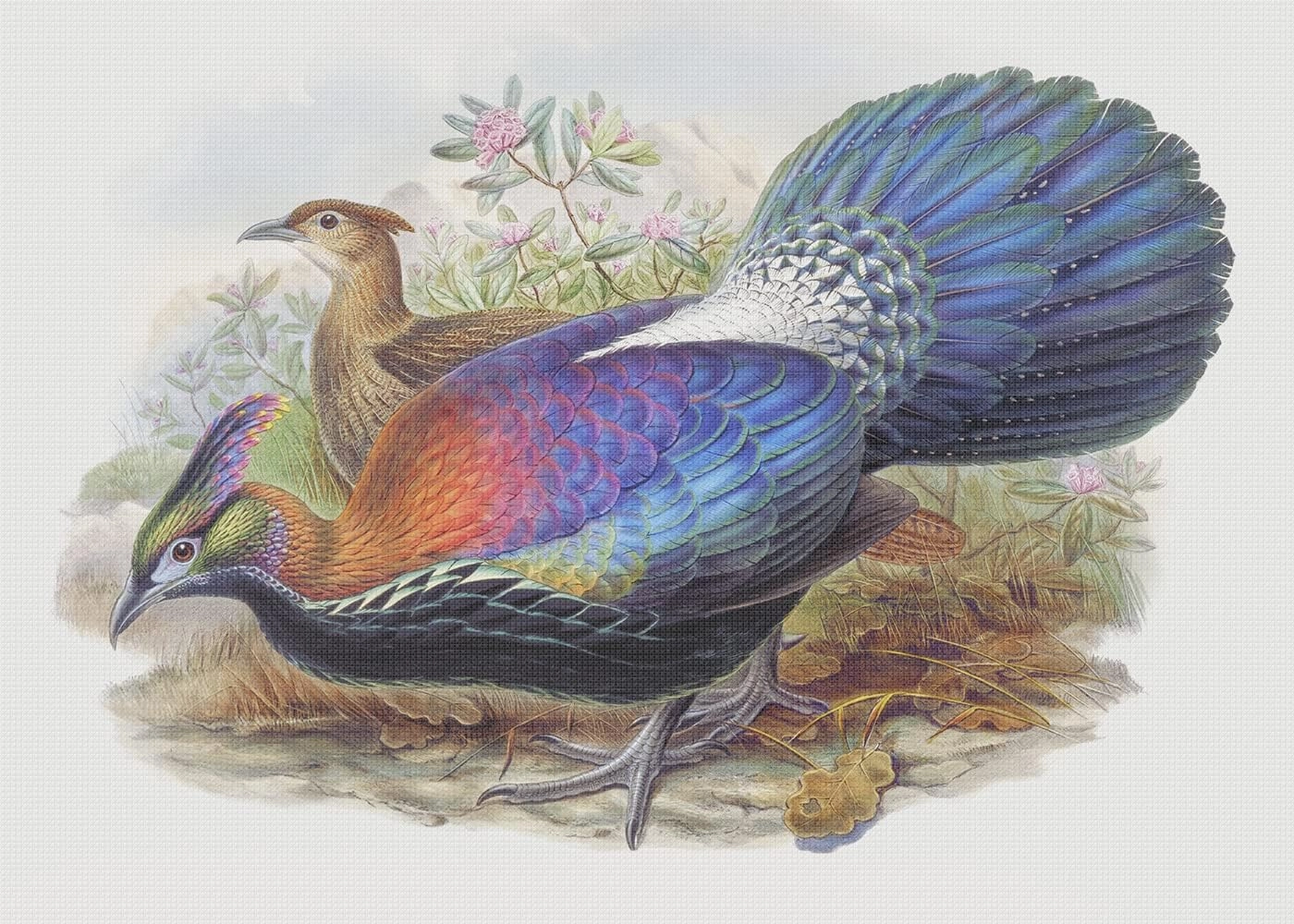 Bird Monal Himalayan Pheasant John Gould Counted Cross Stitch Pattern