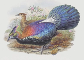 Bird Monal Himalayan Pheasant John Gould Counted Cross Stitch Pattern