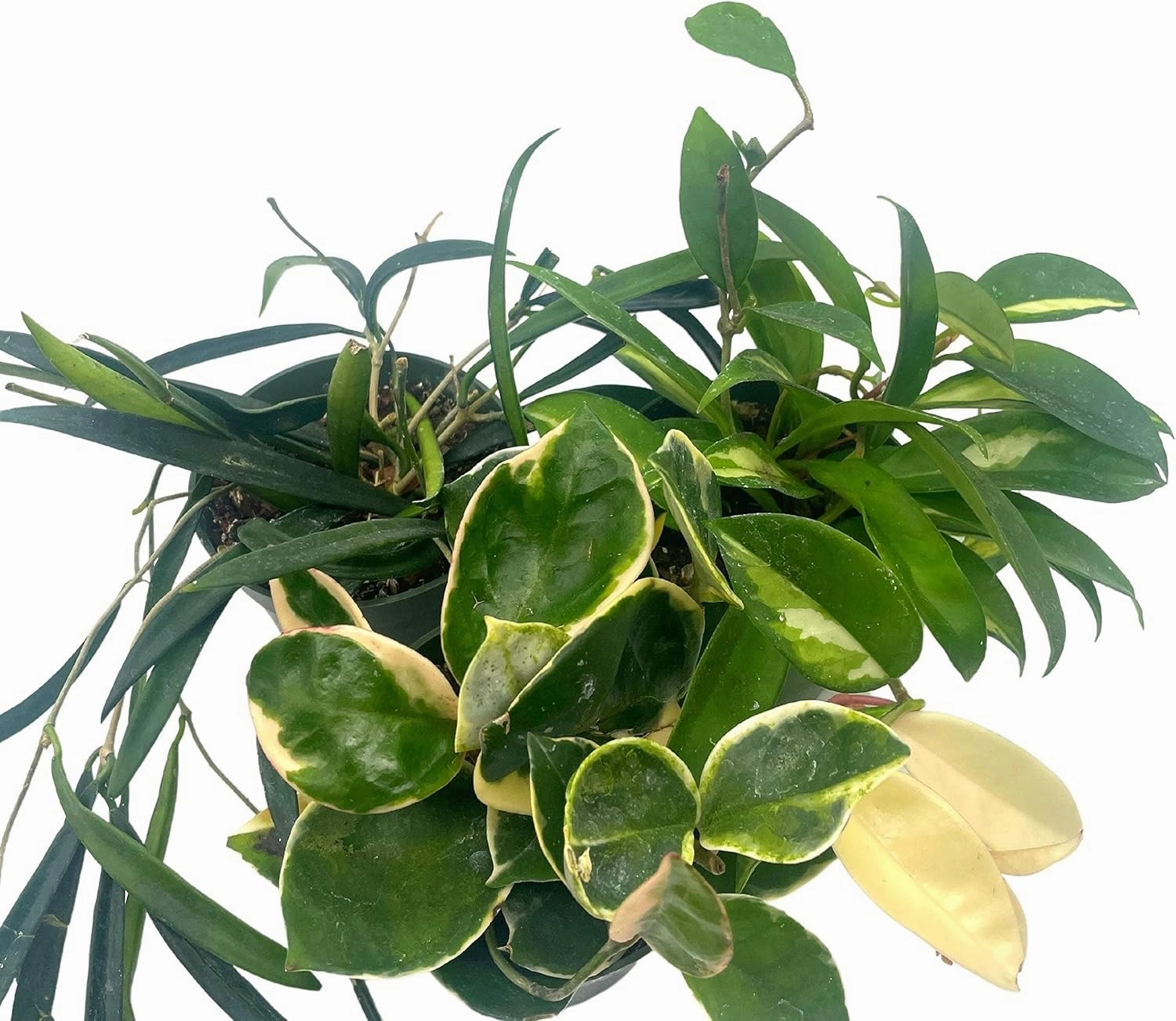 BubbleBlooms Hoya Assortment Set 3 Different Hoyas in 4 inch pots Growers Choice