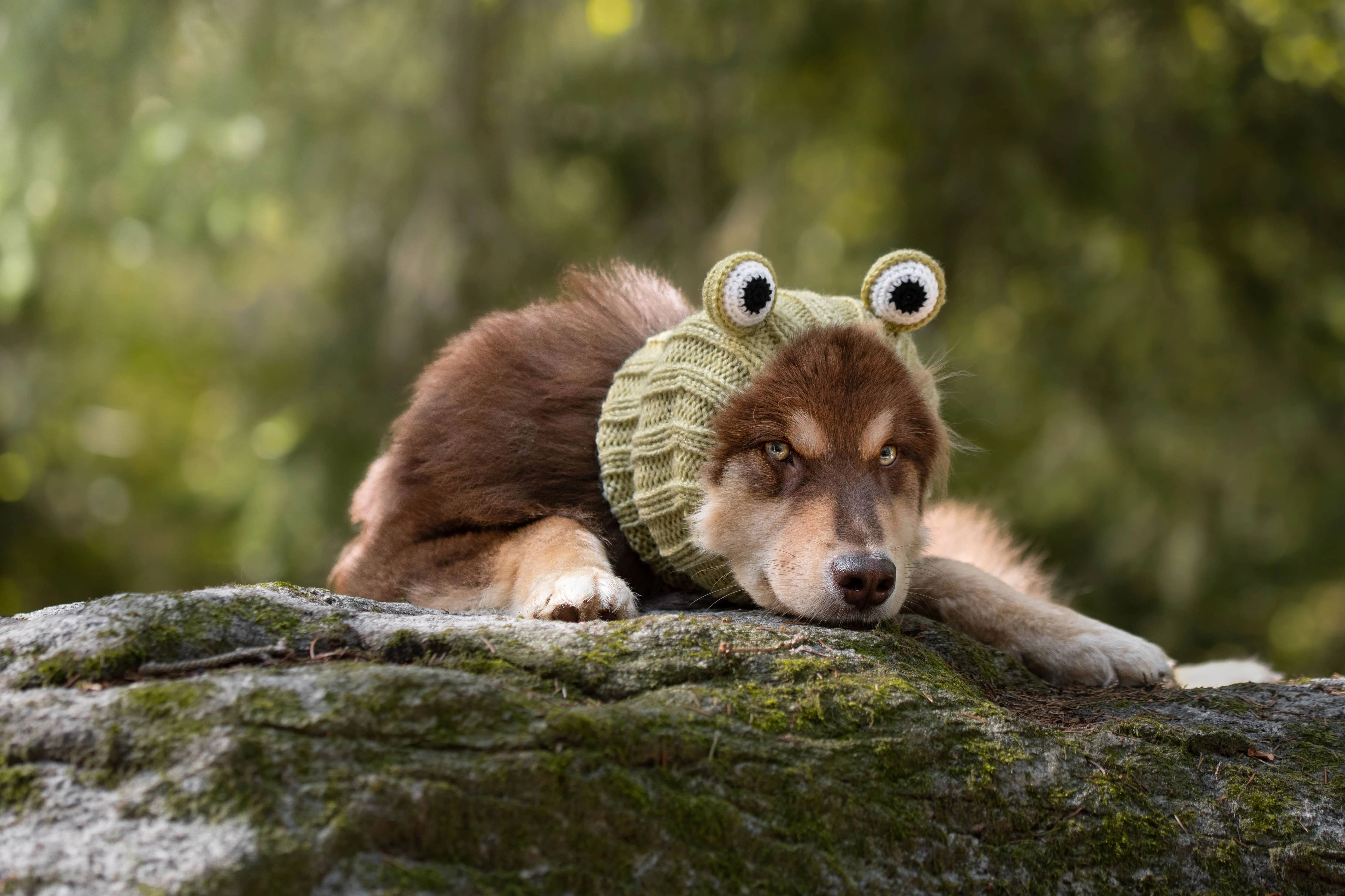 frog zoo snood