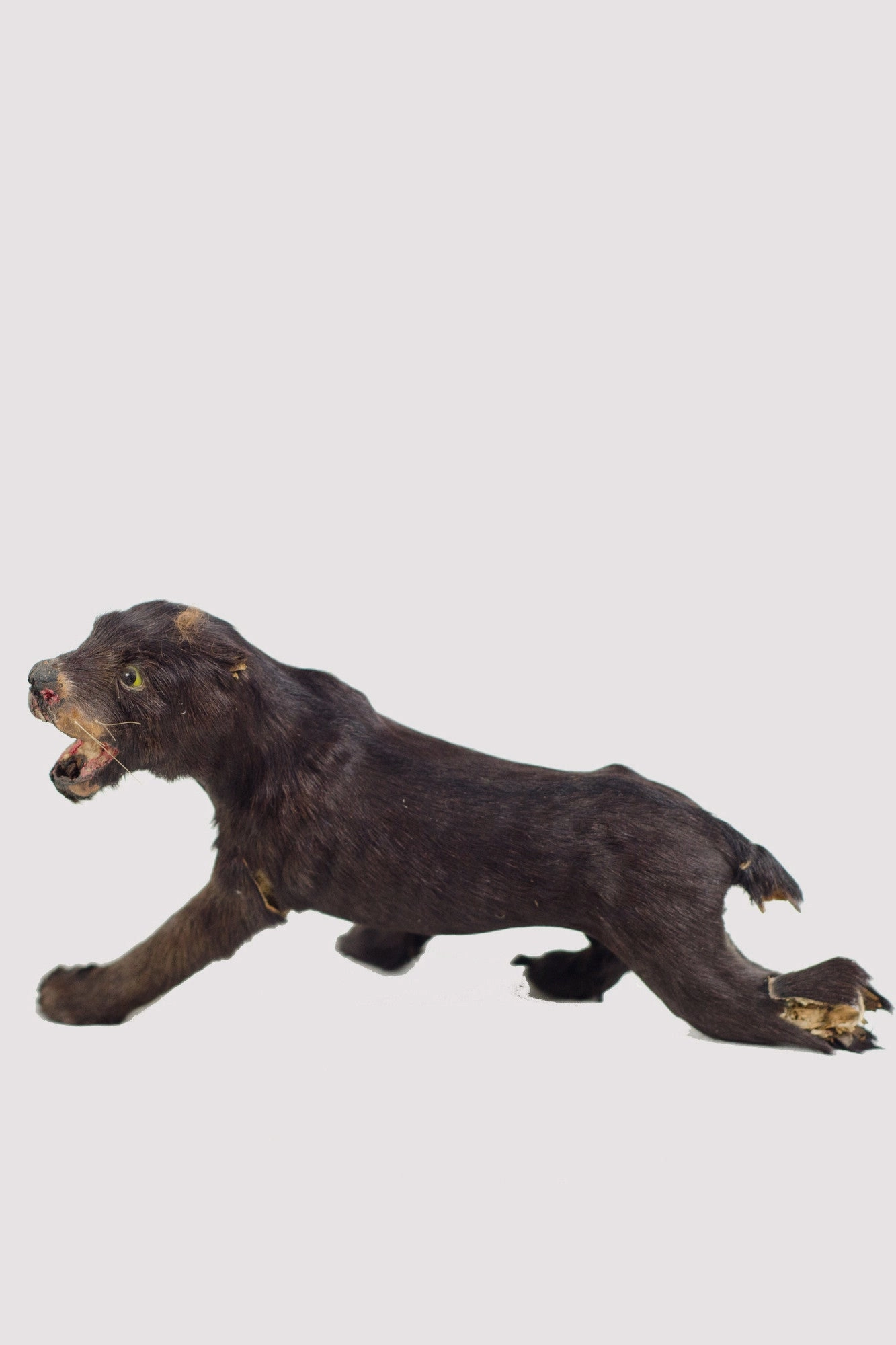 Little Critter Panther