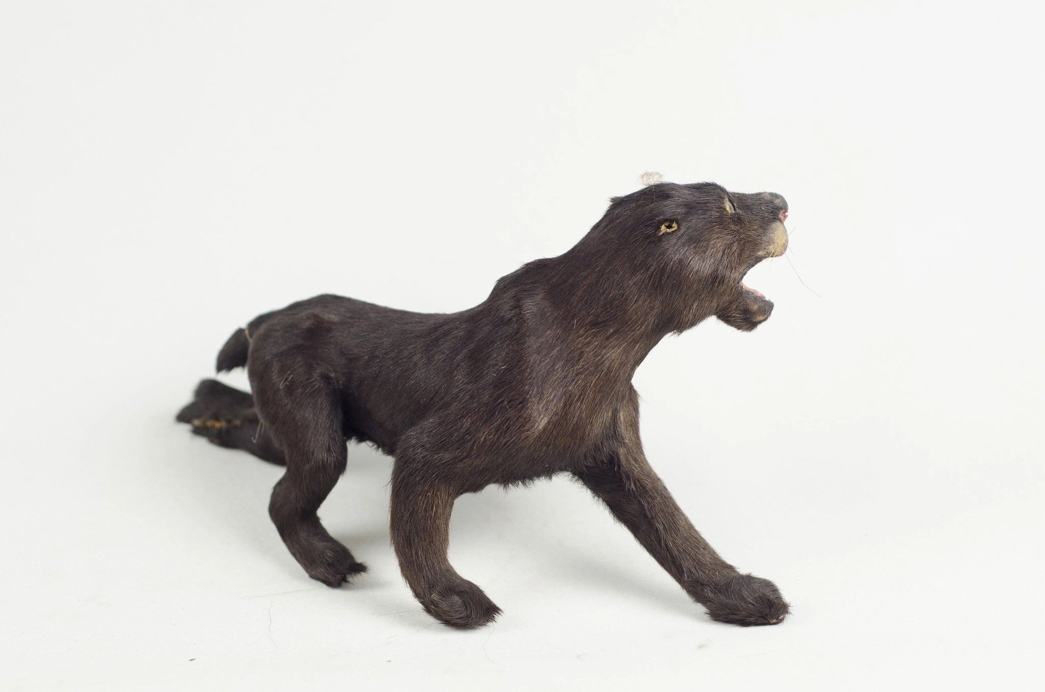 Little Critter Panther