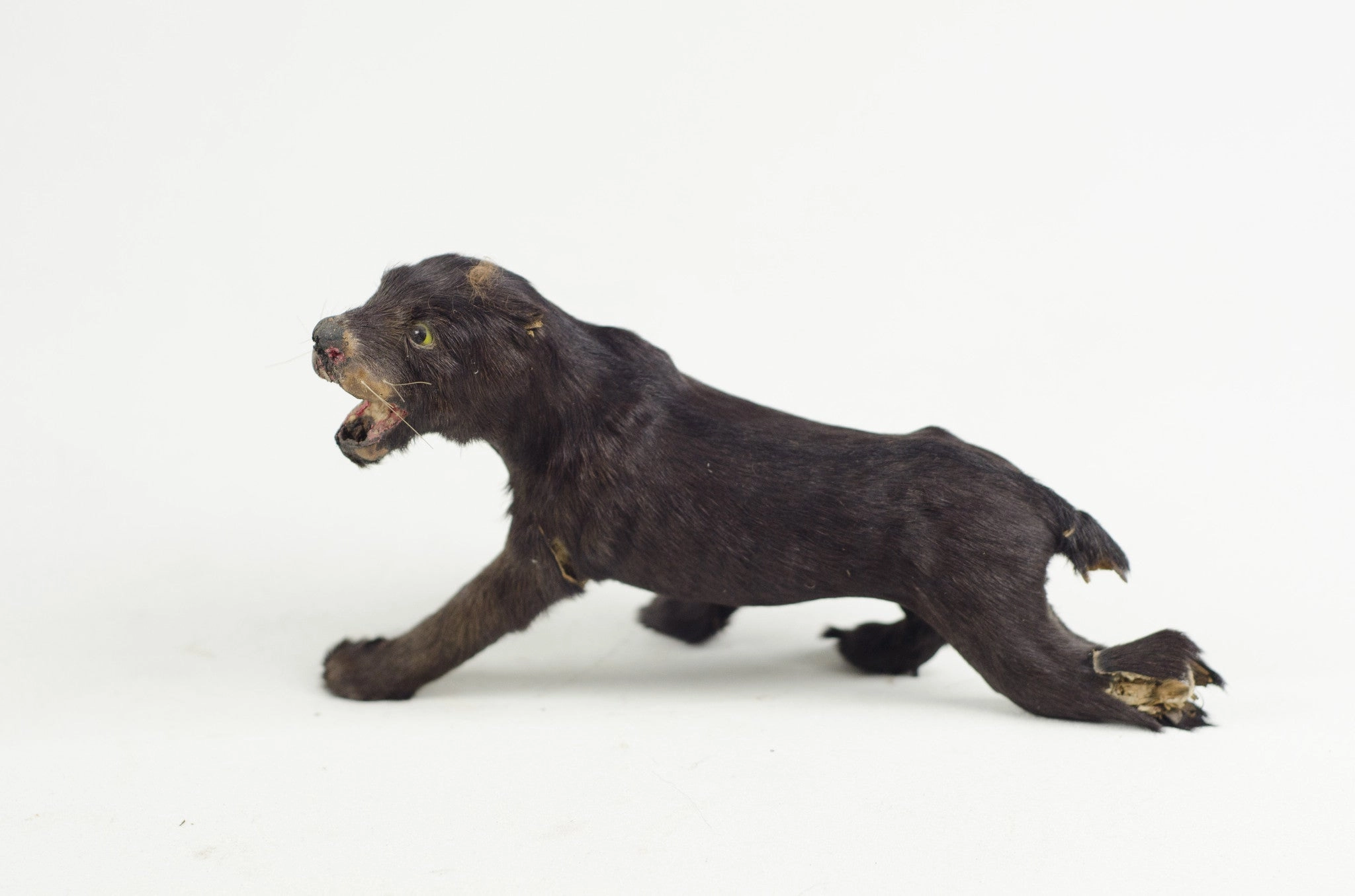 Little Critter Panther
