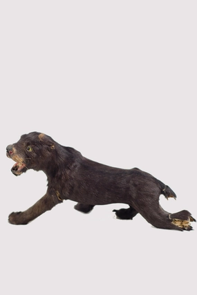 Little Critter Panther