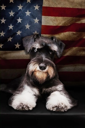Miniature Schnauzer Jigsaw Puzzle for Adults 500 Pieces Wood Puzzle Art DIY Toy Gift Fun Challenging Educational Gift Art Home Decor