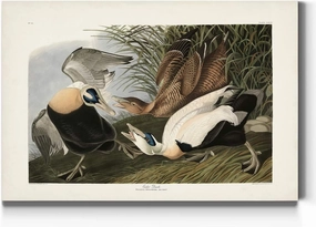 Renditions Gallery Eider Duck by John James Audubon, Classic Bird Wall Art, Bright and Colorful, Premium Gallery Wrapped Canvas Decor, Ready to Hang, 18 In H x 27 In W, Made in America Print