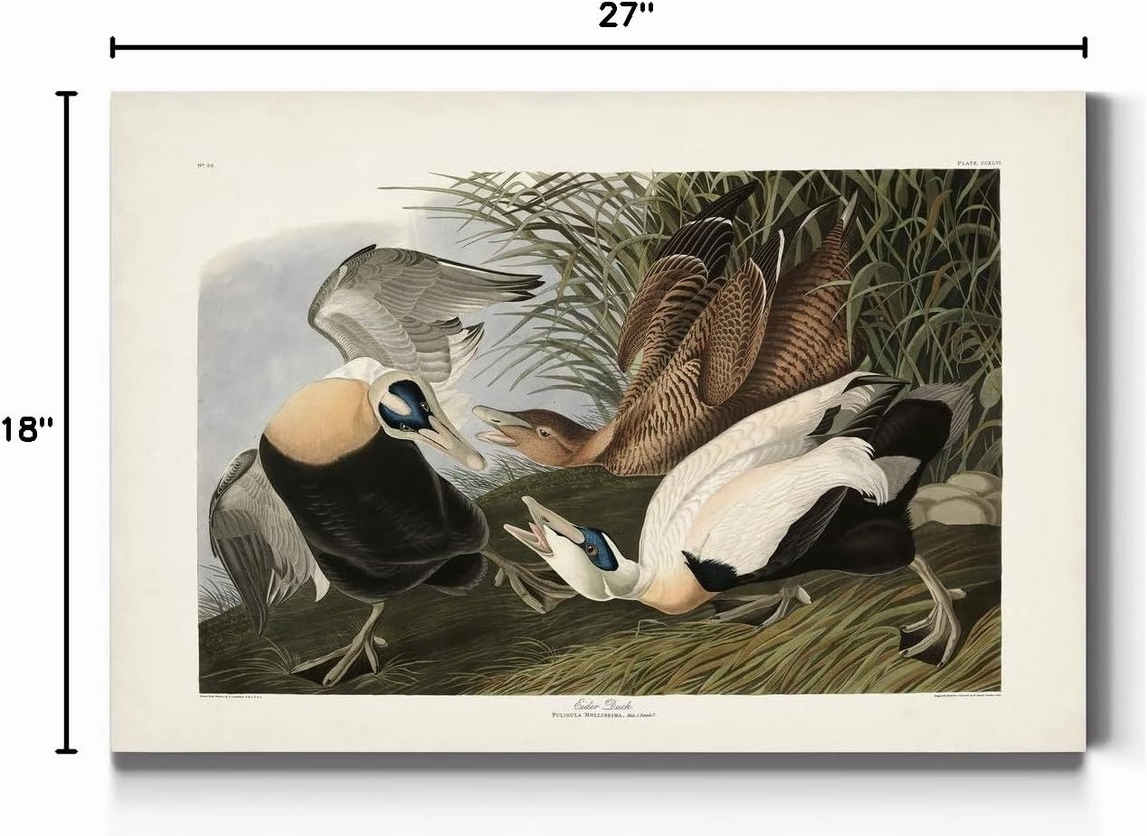 Renditions Gallery Eider Duck by John James Audubon, Classic Bird Wall Art, Bright and Colorful, Premium Gallery Wrapped Canvas Decor, Ready to Hang, 18 In H x 27 In W, Made in America Print