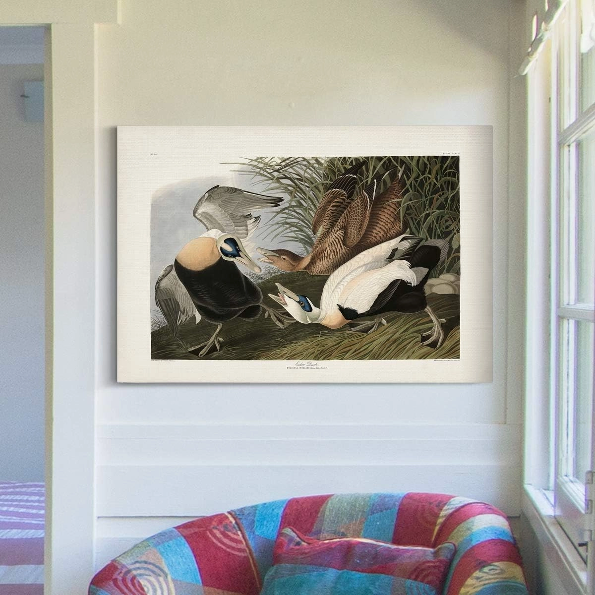 Renditions Gallery Eider Duck by John James Audubon, Classic Bird Wall Art, Bright and Colorful, Premium Gallery Wrapped Canvas Decor, Ready to Hang, 18 In H x 27 In W, Made in America Print