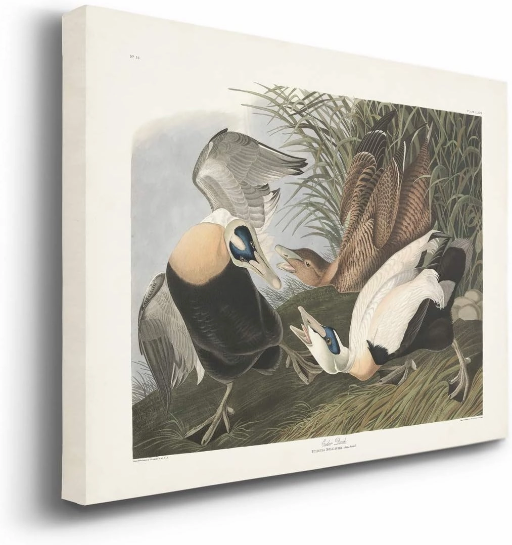 Renditions Gallery Eider Duck by John James Audubon, Classic Bird Wall Art, Bright and Colorful, Premium Gallery Wrapped Canvas Decor, Ready to Hang, 18 In H x 27 In W, Made in America Print