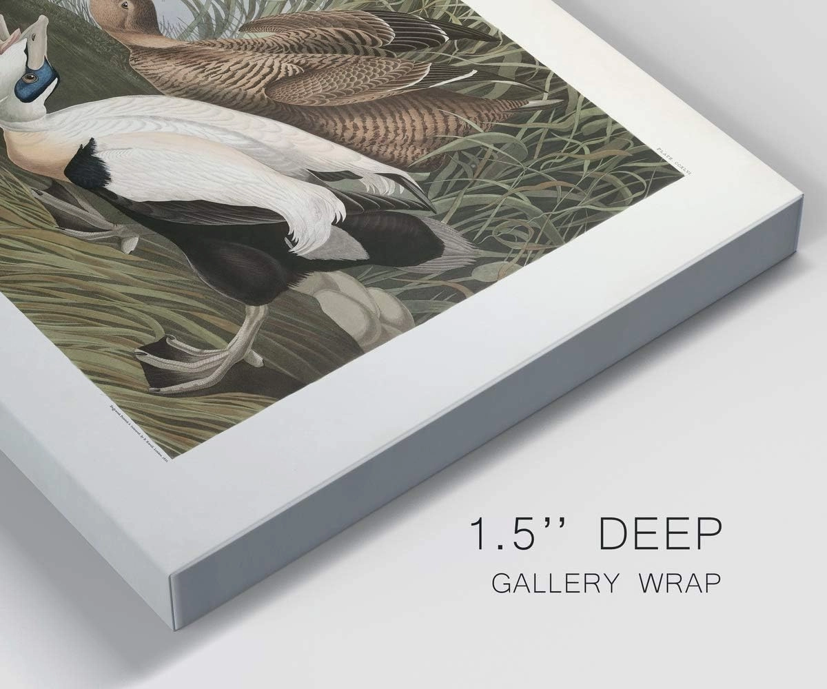 Renditions Gallery Eider Duck by John James Audubon, Classic Bird Wall Art, Bright and Colorful, Premium Gallery Wrapped Canvas Decor, Ready to Hang, 18 In H x 27 In W, Made in America Print