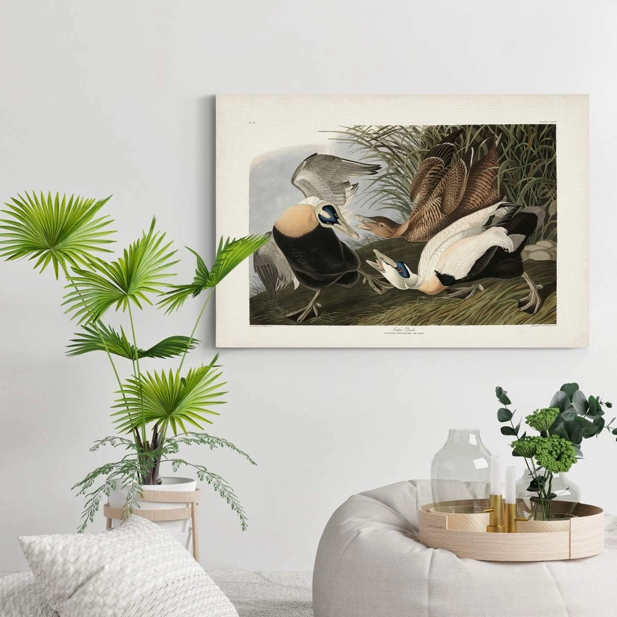 Renditions Gallery Eider Duck by John James Audubon, Classic Bird Wall Art, Bright and Colorful, Premium Gallery Wrapped Canvas Decor, Ready to Hang, 18 In H x 27 In W, Made in America Print