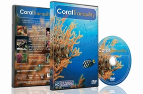 Underwater DVD | Coral Tranquility 2016 | Calming Scenes of Tropical Fishes and Relaxing Music